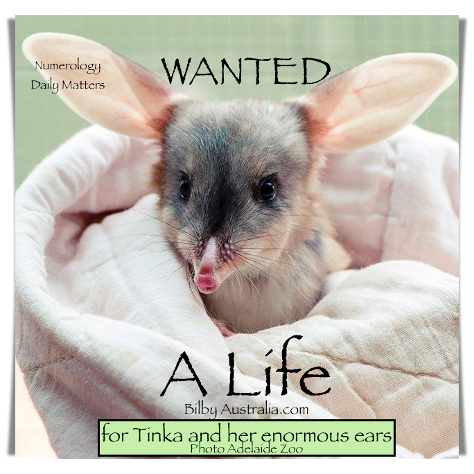 bilby wanted a life for tinka and her enormous ears .png