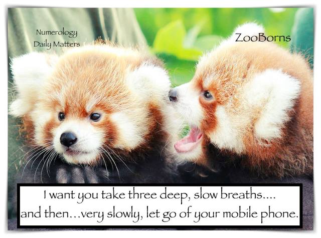 red panda take three deep slow breaths let go of your mobile