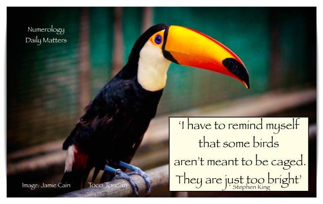 toucan can i have to remind myself some birds are not meant to be caged they are just too bright