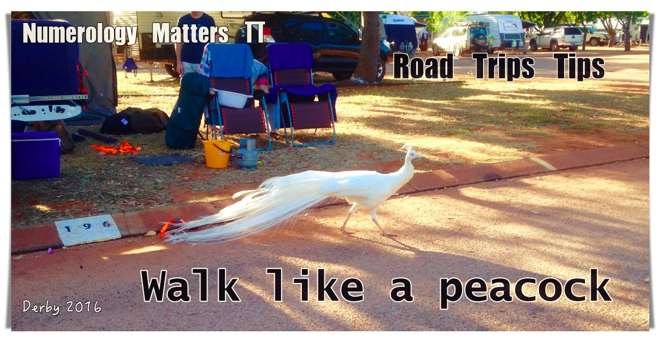 peacock walk like a peacock.png