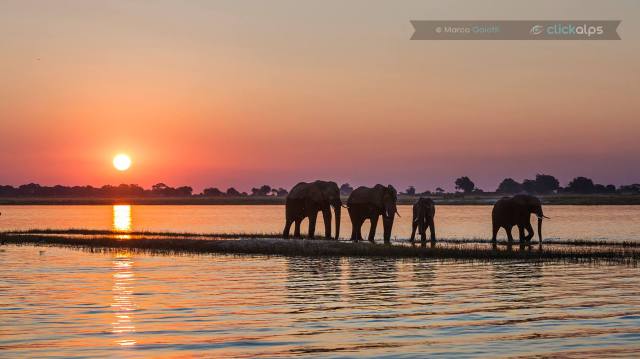 elephants botswana marco